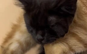 Cat Lays Down on Another Cat's Back