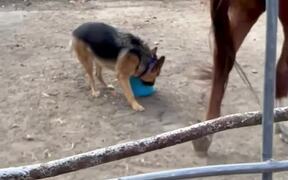Clever Dog Fetches Bucket From Donkey