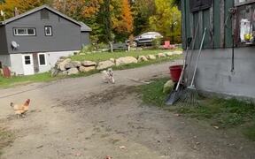 Clever Dog Fetches Bucket From Donkey