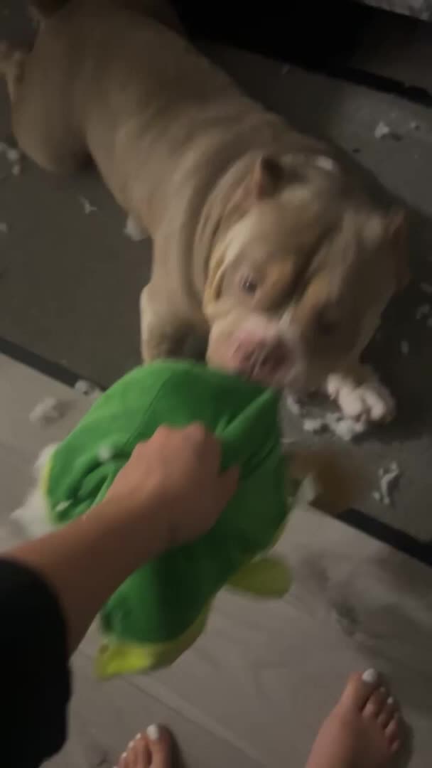 Micro Bully Loves to Tear His Plush Toys