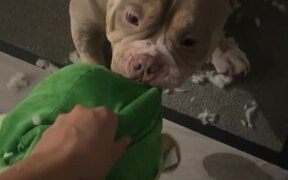 Micro Bully Loves to Tear His Plush Toys