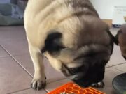 Pugs Make Hilarious Noise While Eating B-day Cake