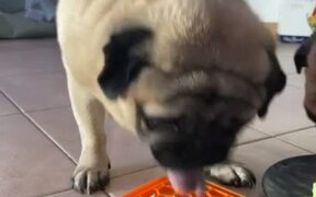 Pugs Make Hilarious Noise While Eating B-day Cake
