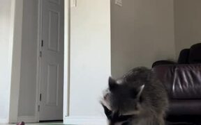Raccoon Enjoys Eating Snacks Offered on Plate