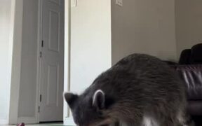 Raccoon Enjoys Eating Snacks Offered on Plate