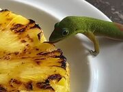 Gecko Munches on Slice of Pineapple From a Plate