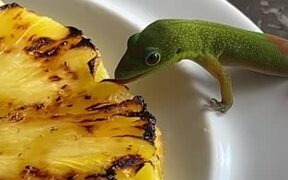 Gecko Munches on Slice of Pineapple From a Plate