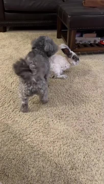 Dog Plays and Hops With Rabbit Across Hall