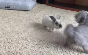 Dog Plays and Hops With Rabbit Across Hall