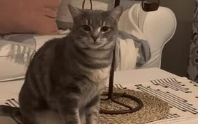 Cat Has Funny Reaction