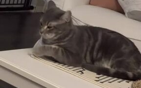 Cat Has Funny Reaction