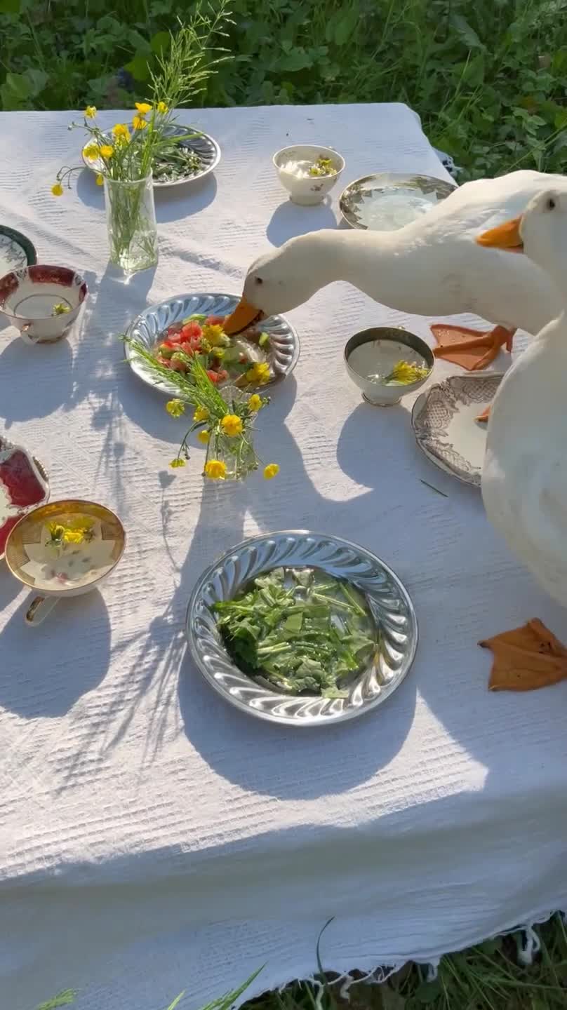 Person Watches Ducks Eat Food on Dining Table