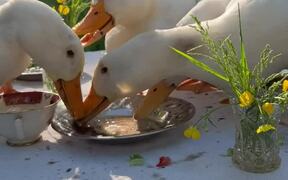 Person Watches Ducks Eat Food on Dining Table