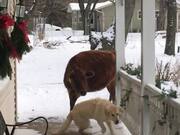 Cow and Dog Are Inseparable Best Friends