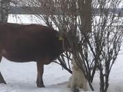 Cow and Dog Are Inseparable Best Friends