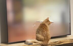 Cat Tries to Catch Mouse on TV Screen