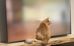 Cat Tries to Catch Mouse on TV Screen