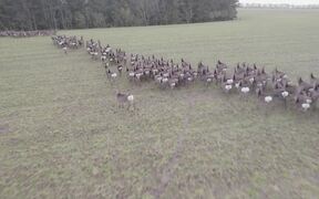 Large Herd of Sika Deer Runs on Open Field