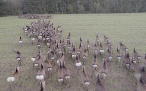 Large Herd of Sika Deer Runs on Open Field
