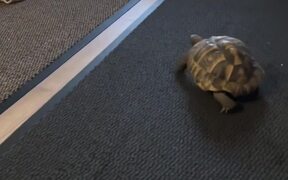 Hermann's Tortoise Plays With Snake Toy