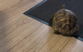 Hermann's Tortoise Plays With Snake Toy