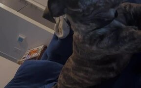 Emotional Dog Adorably Argues With His Human