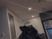 Emotional Dog Adorably Argues With His Human