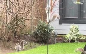 Squirrel Attempts to Climb Bird Feeder