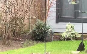 Squirrel Attempts to Climb Bird Feeder