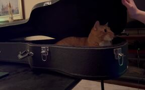Person Opens Guitar Case and Finds a Cat Inside