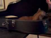Person Opens Guitar Case and Finds a Cat Inside
