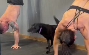 Dog Does Exercises With Gym Trainers