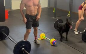 Dog Does Exercises With Gym Trainers