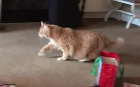 Cat Does Not Like Drone