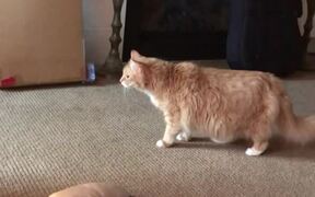 Cat Does Not Like Drone