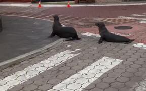 Sea Lions Fight as They Cross Street