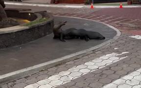 Sea Lions Fight as They Cross Street