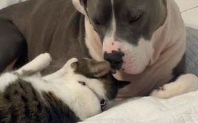 Dog Gets Groomed by Cat Best Friend