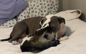 Dog Gets Groomed by Cat Best Friend