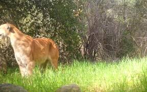 Male Mountain Lion Caterwauling