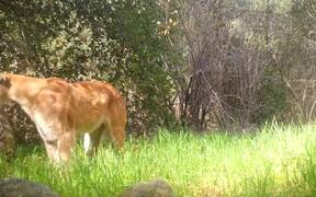 Male Mountain Lion Caterwauling