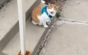 Cat Refuses to go Home
