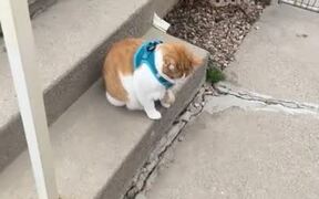 Cat Refuses to go Home