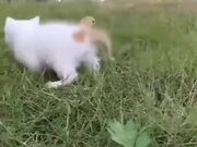 Playful Kitten's Adorable Hunt