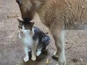 Сat and Donkey Cuddle Each Other With Affection