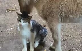 Сat and Donkey Cuddle Each Other With Affection