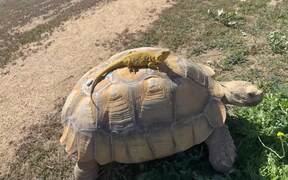 Bearded Dragon Enjoys Relaxing Ride on Tortoise