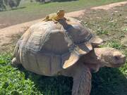 Bearded Dragon Enjoys Relaxing Ride on Tortoise