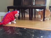 Goofiest Pet Moments