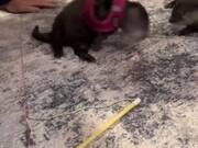 Otter Flops After Harness Goes On